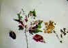 Dsc0076.jpg (14889 Byte)
