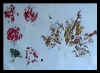 H58.jpg (22929 Byte)