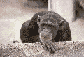 affe.gif (31939 Byte)
